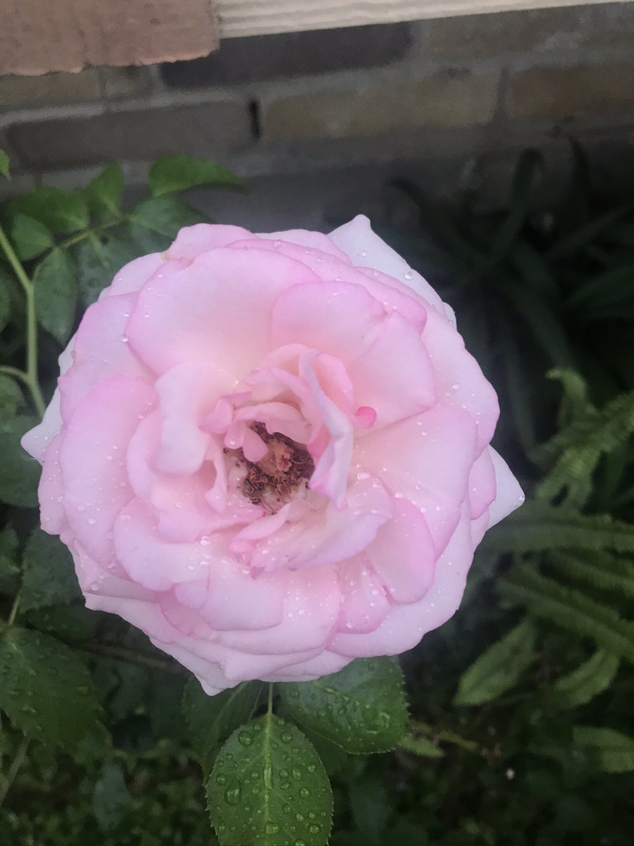 UGGZmusic's tweet photo. #SmelltheRoses #ClearYourMind
#DoWhatYouLove #BeTheChange
ʕ•̫͡•ʕ•̫͡•ʔ•̫͡•ʔ•̫͡•ʕ•̫͡•ʔ•̫͡•ʕ•̫͡•ʕ•̫͡•ʔ•̫͡•ʔ•̫͡•ʕ•̫͡•ʔ•̫͡•ʔ
The front garden is always good to me during production breaks ♥️🏴☠️
#UGGZ #UGGZmusic https://t.co/BAQF14dZqm