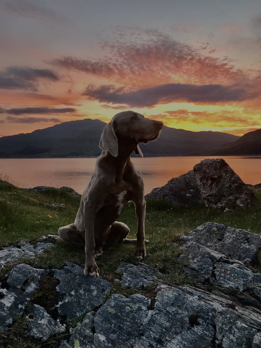 My baby LoliFlopyears 14 ❤️ west highlands of Scotland #dogsoftwitter #dogsarelove #dogsduringlockdown