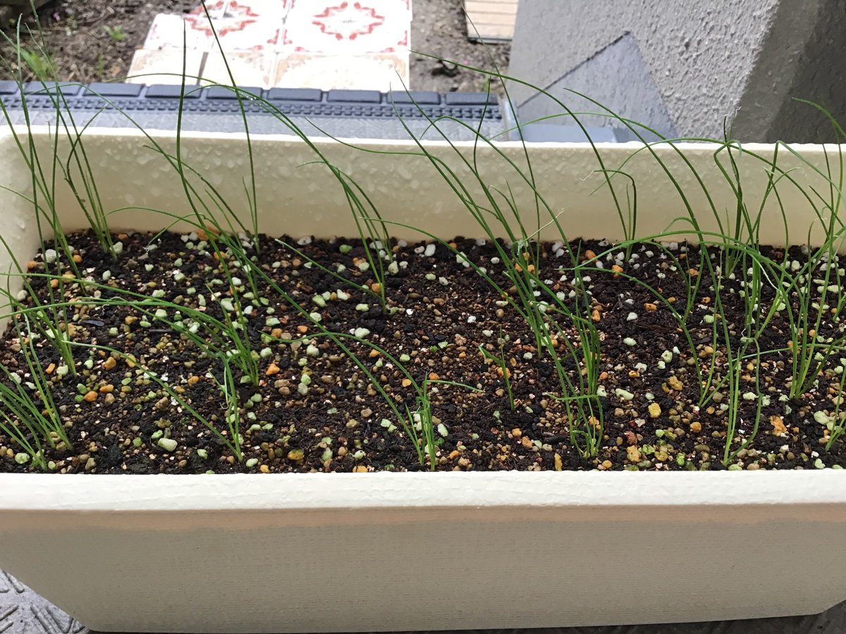 Yuva ０ ゆば 推しの先生の敗戦にやさぐれながら起きた朝 私をなぐさめるニラの赤ちゃん達