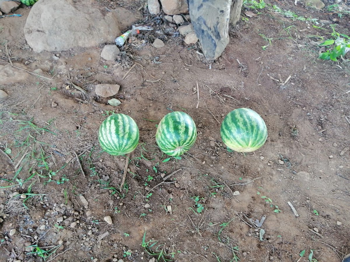Canal9_LaUnion's tweet photo. #LaUnión, Comerciantes del Cantón Sirama, Caserío Nacimiento. Ya ofrecen las sandías en la orilla de la calle.

Ampliaremos esta nota en nuestra emisión estelar 6:30 p.m.

Informe: Periodista, Samuel Robles https://t.co/5JwwHwuvZj