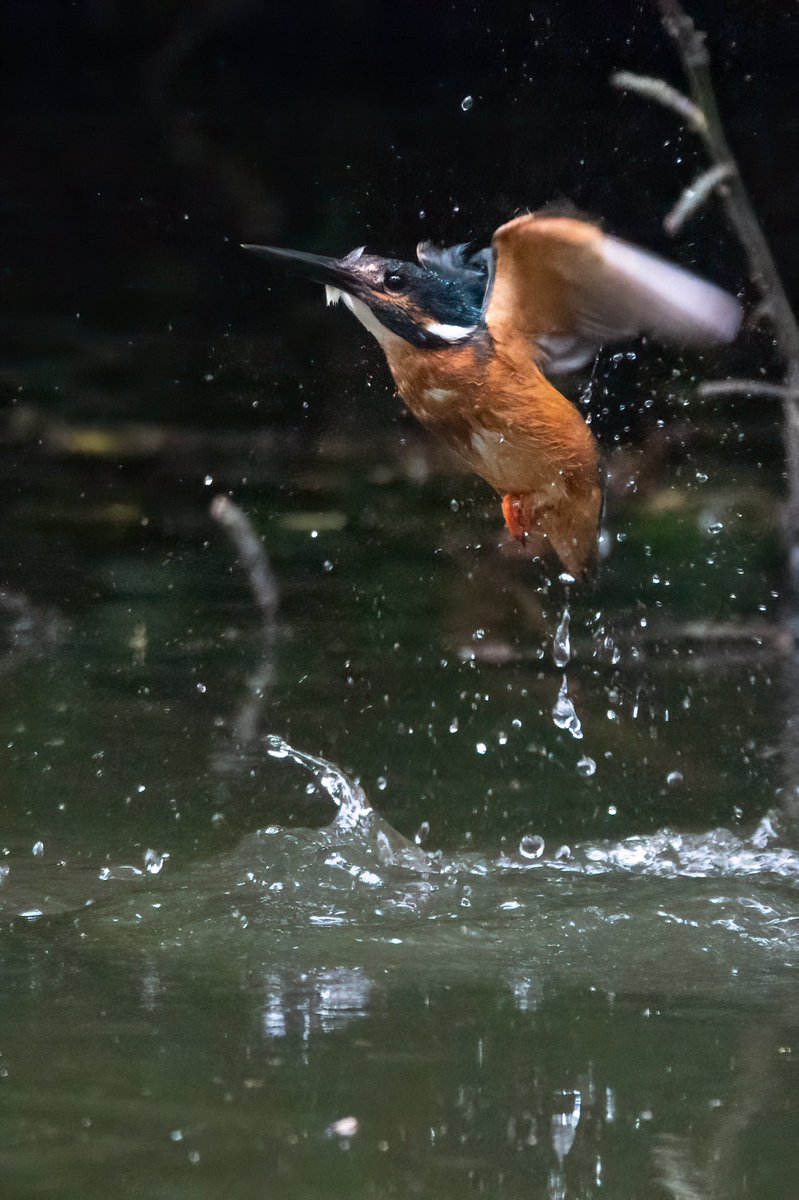 hertskingfisher's tweet photo. Here’s some kingfisher shots from last week. https://t.co/gve8sbsEeH