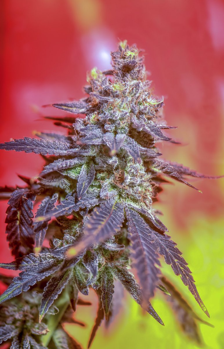 pufcreativ's tweet photo. ☁️ This #MandarinSunset from @EthosGenetics is a vibe! 🍊🌅
#pufcreativ #CannabisCommunity
@SusieQ99345590 @popsablaze @AmeriCannaBlunt @crazybatmanfan @Jweeds_420 @4Rare420_Rx @sirkkmaster @LARRYIRBY6 @NorCalStoner420 @_jena4n @CaliFarmerMan @ReeferClippings @ReeferMcGee https://t.co/Wfokm39Cbp