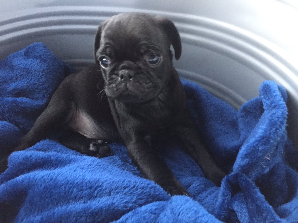 viljoenvn's tweet photo. Yes, I became a Dad tonight!
Welcome home, Bertus!

#pug #pugbaby #18June2020 https://t.co/5sP2JTT7wr
