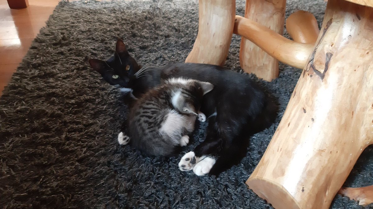 ncamposalbornoz's tweet photo. @erwincea @gatitos_qctd La Chimu es la negrita y Haru el romanito.💖 https://t.co/KBDrshOGGw