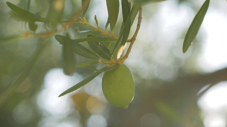 Terraguia: un turisme d'experiències kilòmetre zero cultivat des de l'amor per la terra buff.ly/2UMHOgn