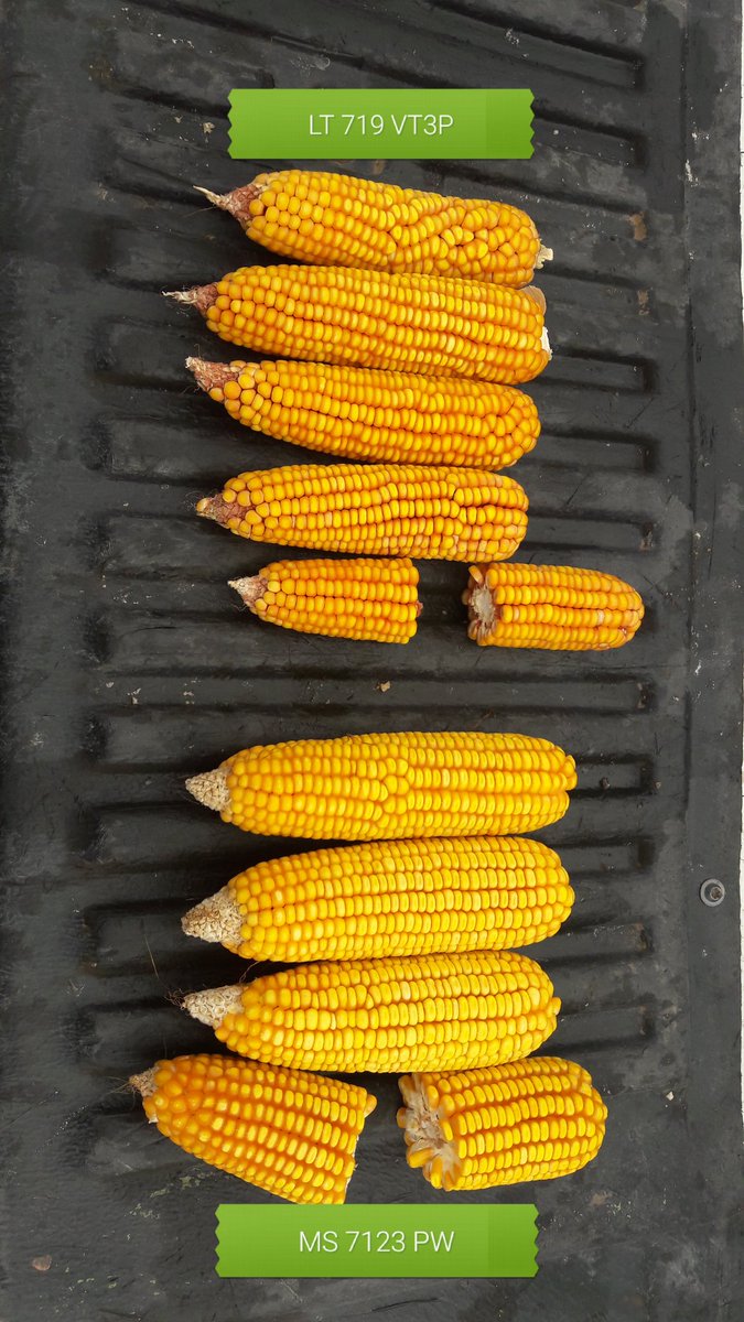 InasLas's tweet photo. Mismo lote, misma FS (17/12/19). San Pedro Norte - Cba. Uno colorado y otro amarillo. Parece que la diferencia es muy notable, veremos cuando entre la cosechadora @macro_seed @Jorgelavecindad https://t.co/7WJa3nSlAv