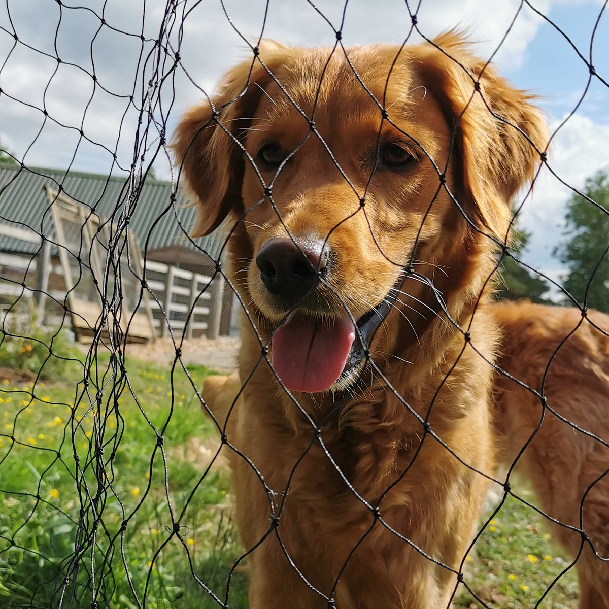 Zoli still finding the newbie chicks fascinating! 🐶🐥

#retrieveradditiction #goldens #dogsofinsta #livelovefarm #countrysidelife