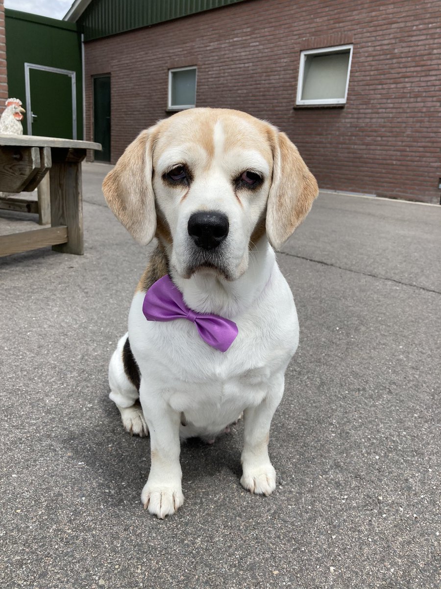 Die gaat me de hele avond negeren...🙈😂.. benieuwd hoelang ze zo schoon blijft 🤔 #boerderijhond #ontharen #hondentrimster #hekelaanwassen