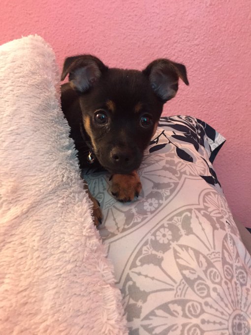 Look at my BABY (her name is Baby) https://t.co/hFzKD6qpZy<a href="/tag/myfreecams"class="tags"><span>#myfreecams</span></a><a href="/tag/onmfc"class="tags"><span>#onmfc</span></a>