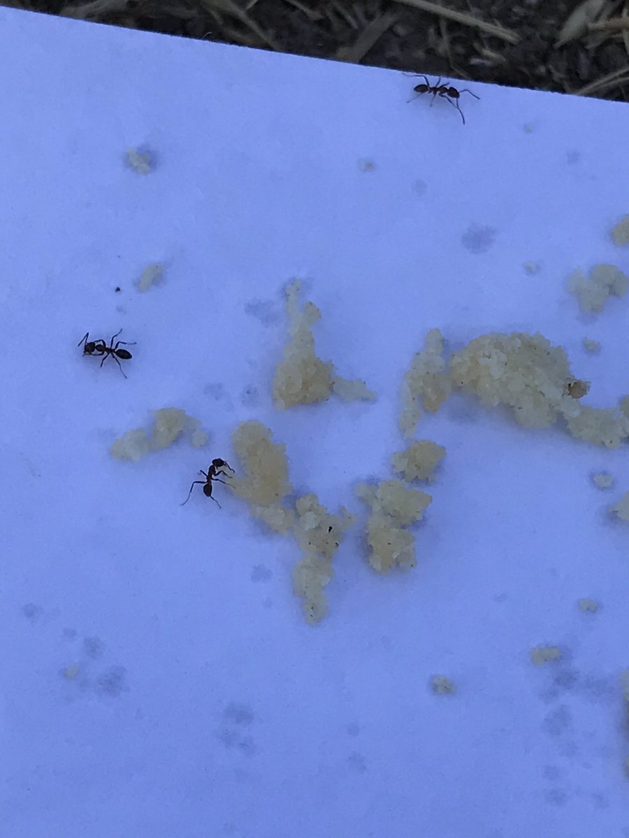 Looking for 🐜 ants! Who knew they were so fascinating?!?! <a href="/K12Alliance/">K-12 Alliance</a> Leadership training  #antfeetpic #CANGSS