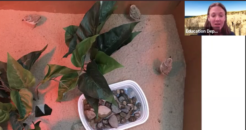 detroitzoo's tweet photo. Breaking news! 
Piping plover chicks have hatched at the Detroit Zoo. Join us to learn more about this important conservation work on the northern shores of Michigan.

WATCH: https://t.co/S6qTTucze1

 #VirtualVitaminZ https://t.co/r1HF71VLDG