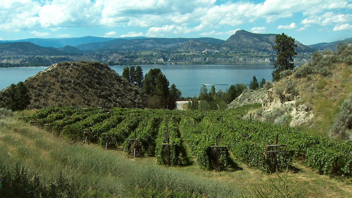 myvancity's tweet photo. We continue toΒ enjoy sharing the experience of Naramata wines with wine lovers. @naramatawines Naramata Bench Wineries Re-opening - https://t.co/CKN2lYmPT1 https://t.co/iv08XOu9qR