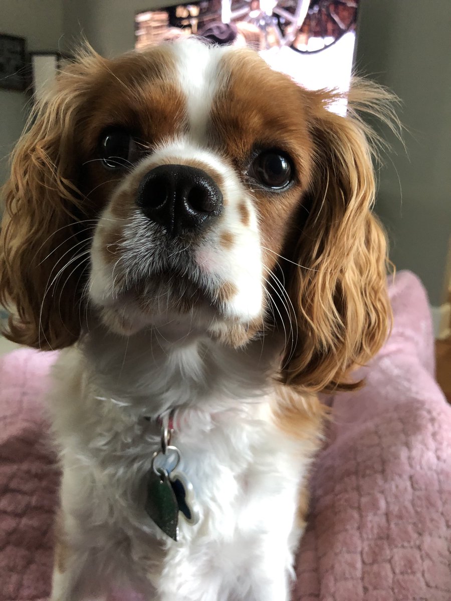 junglebrian's tweet photo. Tuning into an InfoComm Connected session with ⁦@tdalbright⁩ ⁦@mattdscott⁩ ⁦@chris_neto⁩ and the little one jumps up to eye me. #InfoComm20 https://t.co/fVEvLnAoel