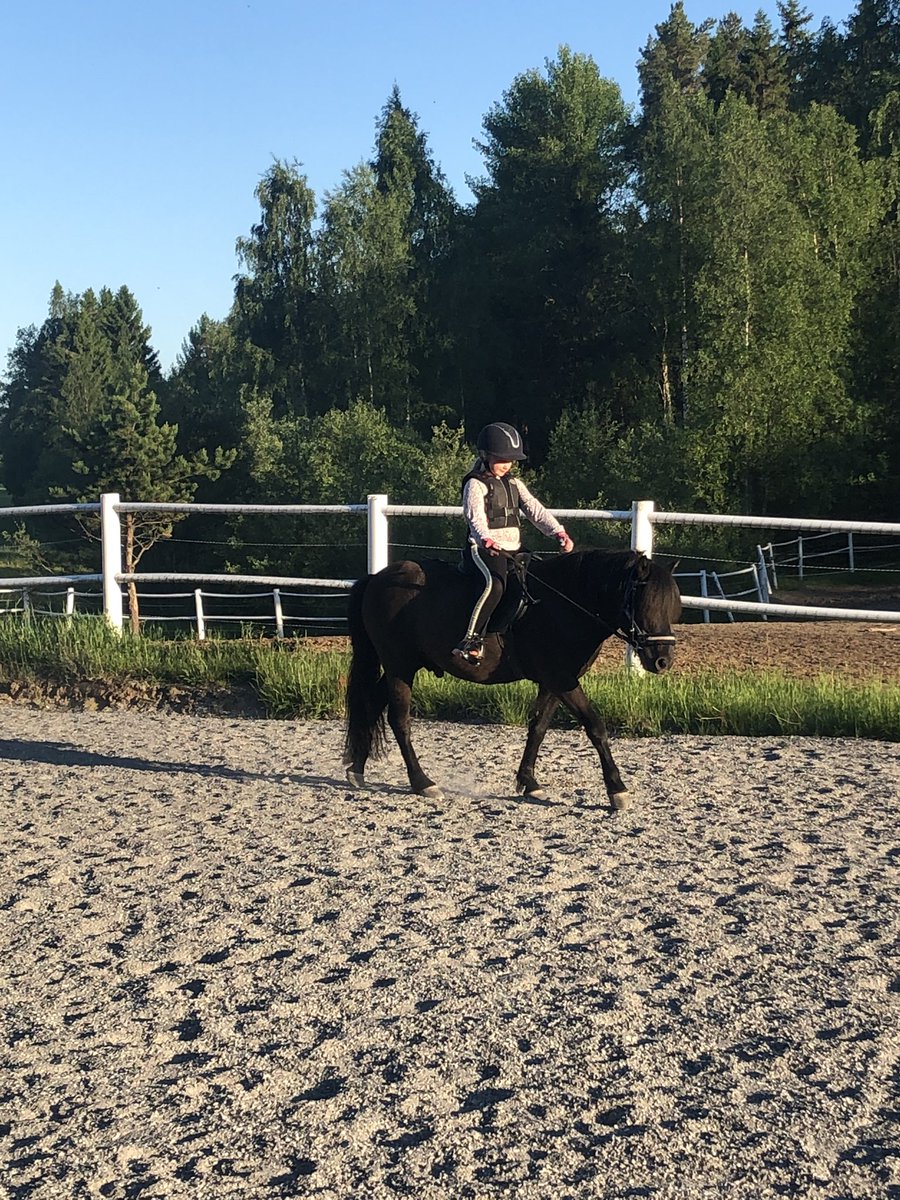 RiggoIda's tweet photo. Härligt med sommarlov så man kan rida på kvällen 😍❤️ #maxter #teamkarlsson #gotlandsruss #kvällstur #ponny #sommarlov #älskarhästar https://t.co/0OhbQCBTPh