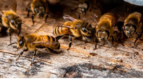 ¿Sabes cuales son las obreras funerarias?
Son aquellas abejas obreras que se encargan de sacar de la colmena los cadáveres, tanto de abejas como de otros seres vivos.
La sanidad de la colmena es imprescindible.
buff.ly/2YKj61H
