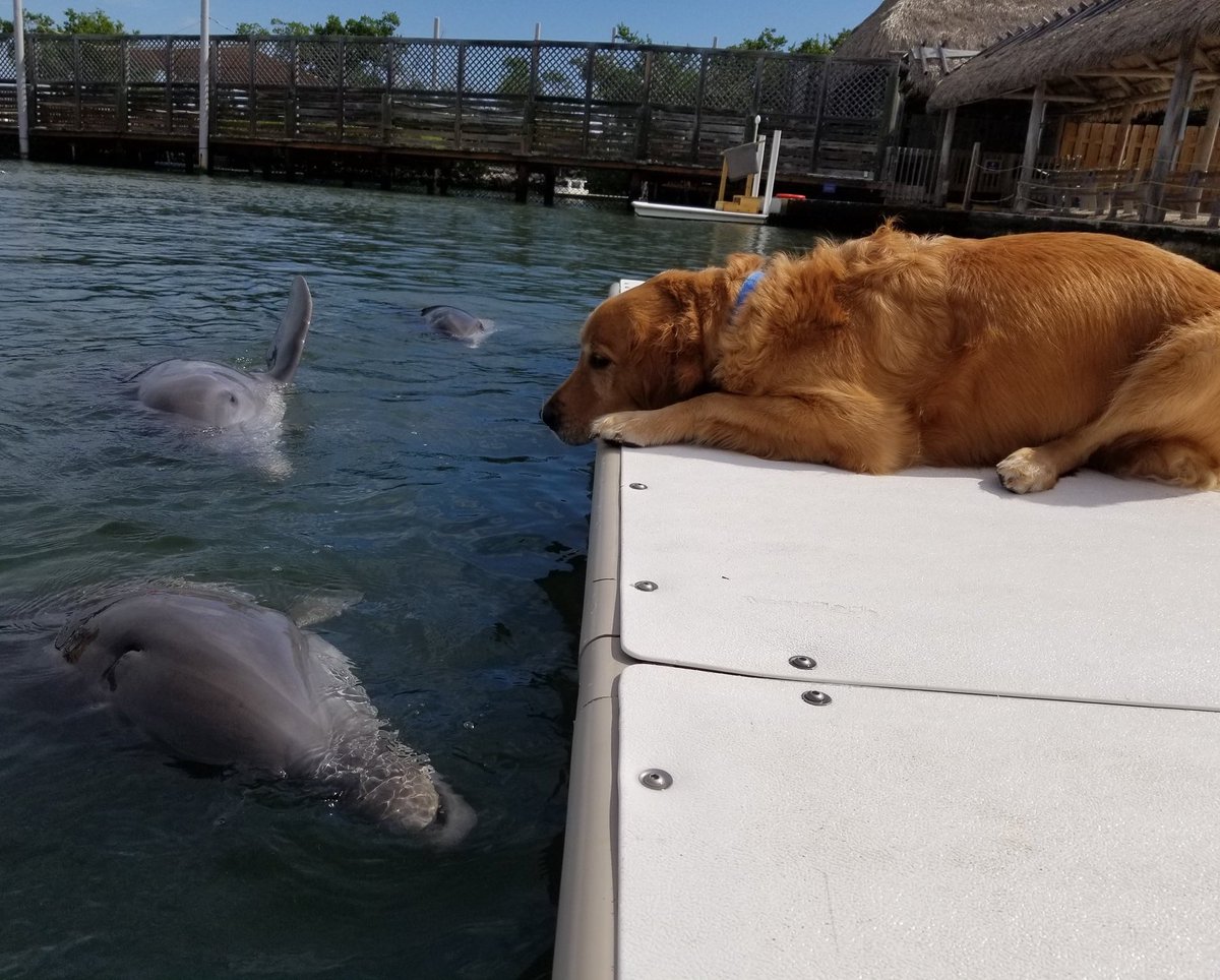 We have received information confirming the validity of the photo below. This is Gunner and his water buddy, Delta. Delta lives at a seaside sanctuary in the Florida Keys and has been best friends with Gunner ever since he was a puppy. 13/10 for both