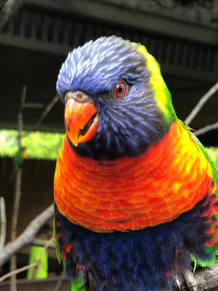 ZooWithUs's tweet photo. We loved visiting the @clemetzoo zoo last summer! Lots of walking here, but the animals have some great habitats! https://t.co/MKaN9jI8FX
