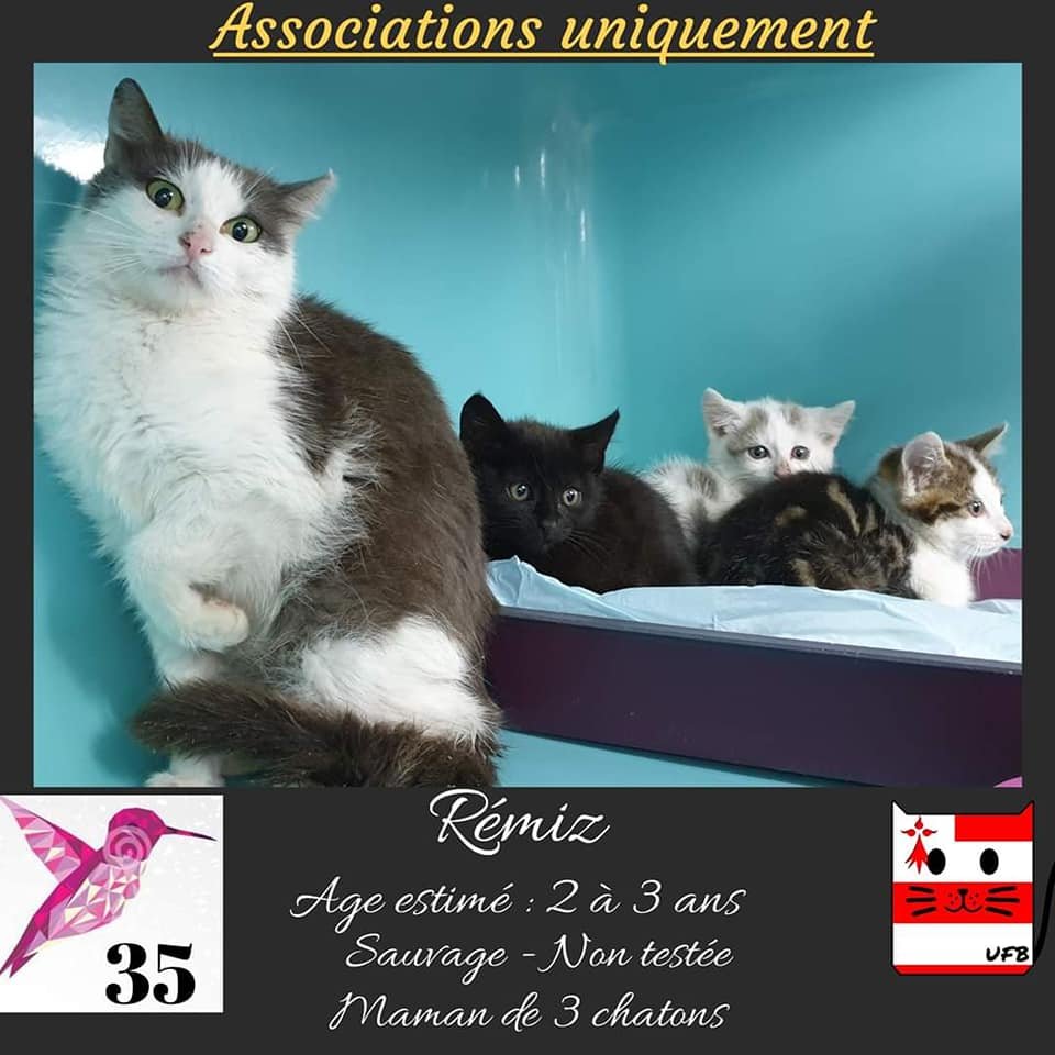 justineducern's tweet photo. Urgences Fourrières de Bretagne - UFB

URGENCE🚨
Nous recherchons un covoiturage pour #Remiz et ses petits.
➡️ Rennes (35) -> Bordeaux (33)
➡️ A partir du vendredi 19/06
Afin qu'ils rejoignent l asso Coyotl qui les prend en charge.
Envoyer nous un mp si vs pouvez aider.
Merci 🙂 https://t.co/DmttDx7efW