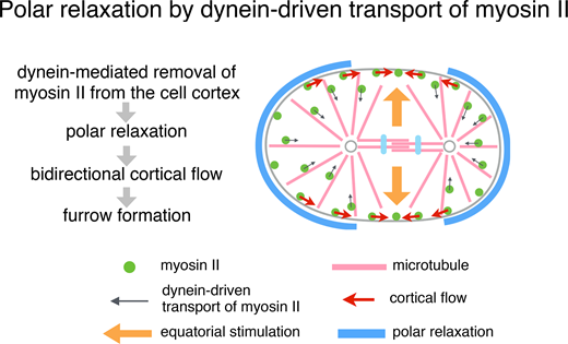 JCellBiol's tweet photo. During #anaphase, astral #microtubules &amp; #dynein remove #myosin from the non-equatorial cell cortex &amp; trigger a bidirectional cortical flow toward the equator, which facilitates assembly of the cytokinetic ring https://t.co/sFvgStxcX9 @midbody @SPOREMOHAN https://t.co/0fzkshWVLC