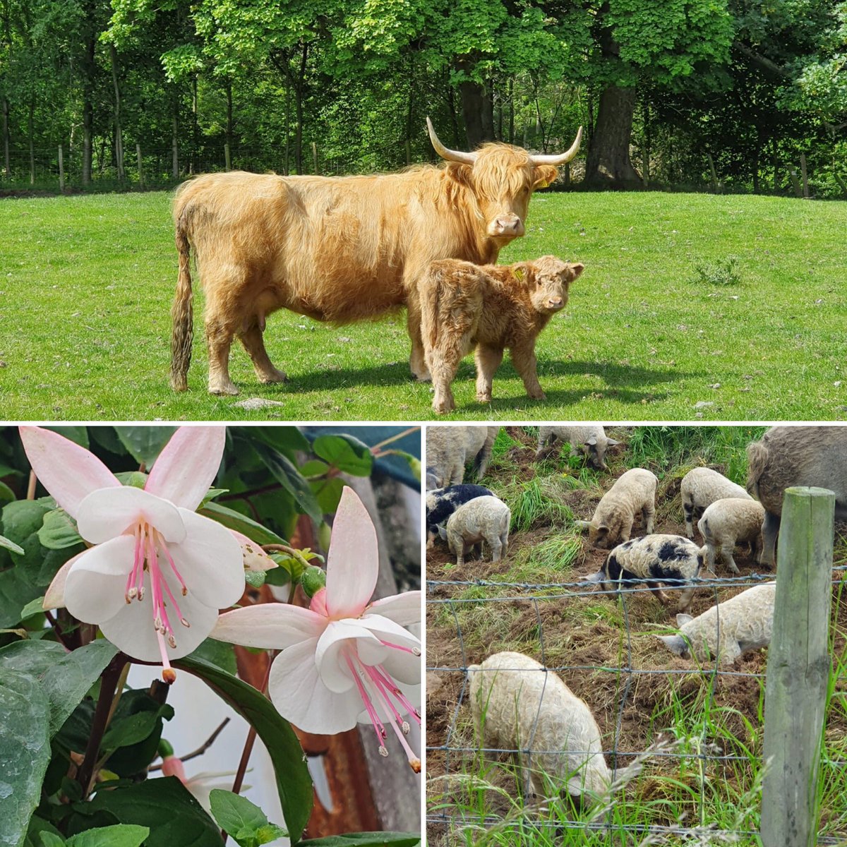 JamiesonFj's tweet photo. Managed a very early finish from work to enjoy spending time with a long time friend and enjoying the sun....also enjoying the wildlife in her garden #FranDailyPhoto no.341 https://t.co/2XOKFvPxmB