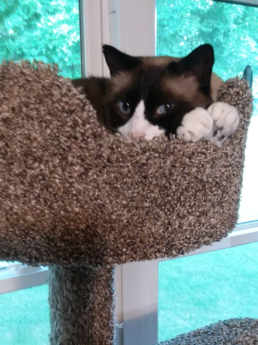 My friend Kathy texted me this pic of Silas enjoying his tree that he got for Christmas. He ignored it at first, but happily he loves it now.