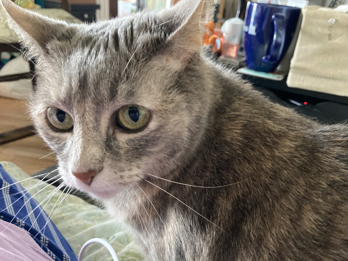 MzspellDena's tweet photo. @PickyVitie hi Picky! We’re Sugar a #tortiseshell and Meshughana a #panfursquad we followed you! We hope you follow us back! We look forward to hearing about your adventures! Cuz we’re all #CatsOfTwitter https://t.co/haE55b5X44
