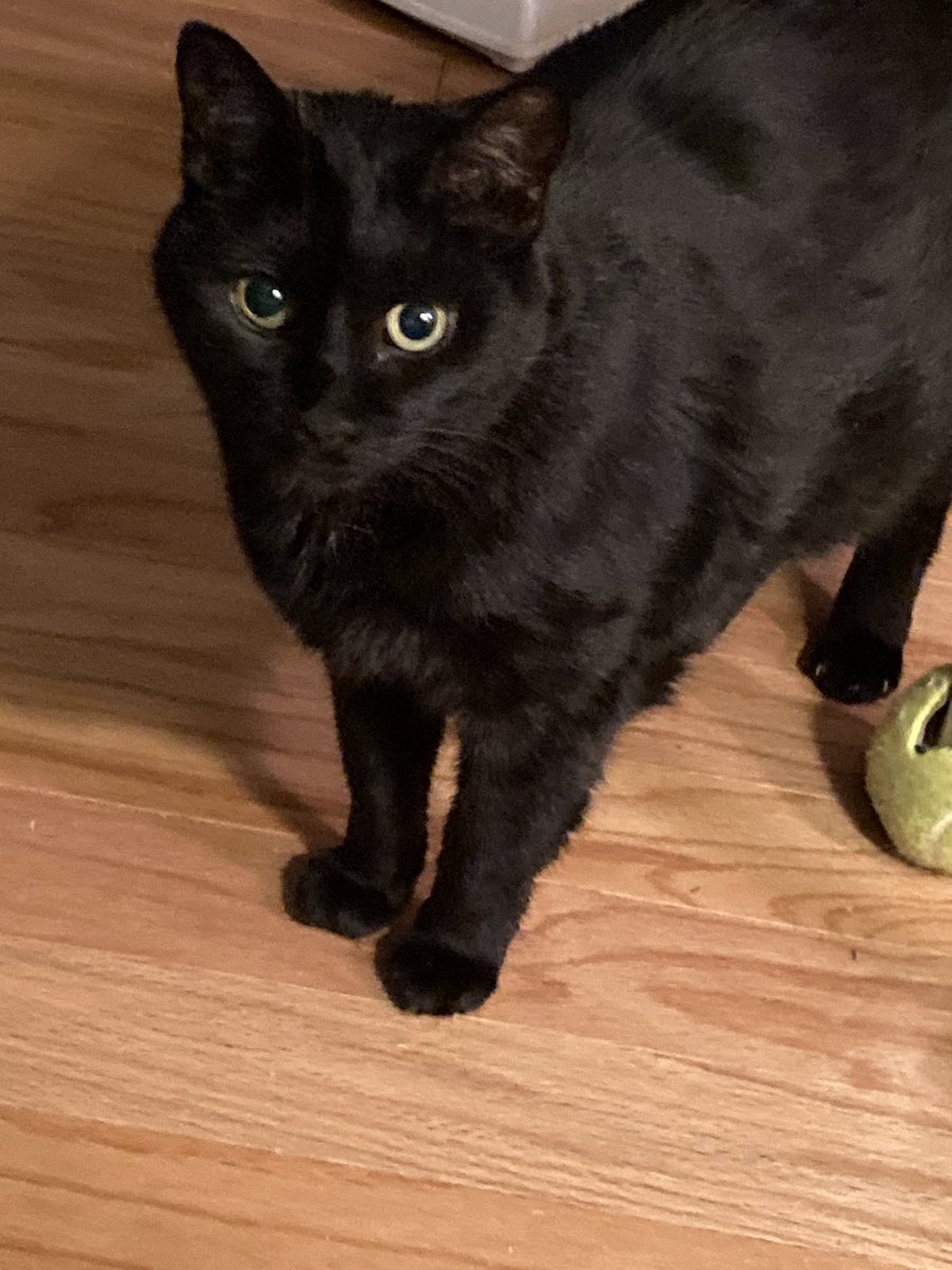 MzspellDena's tweet photo. @PickyVitie hi Picky! We’re Sugar a #tortiseshell and Meshughana a #panfursquad we followed you! We hope you follow us back! We look forward to hearing about your adventures! Cuz we’re all #CatsOfTwitter https://t.co/haE55b5X44