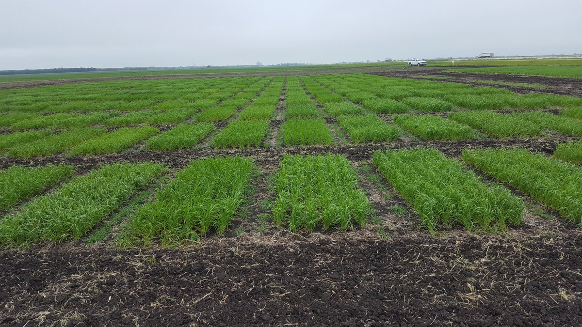 Spring wheat registration trial at Morris MB. Starting to see genetic variation in advanced germplasm <a href="/jasonreiny/">Jason Reinheimer</a> &amp; <a href="/CorreaVarella/">Andrea Corrêa Varella</a> #smashingplots #canterraseeds