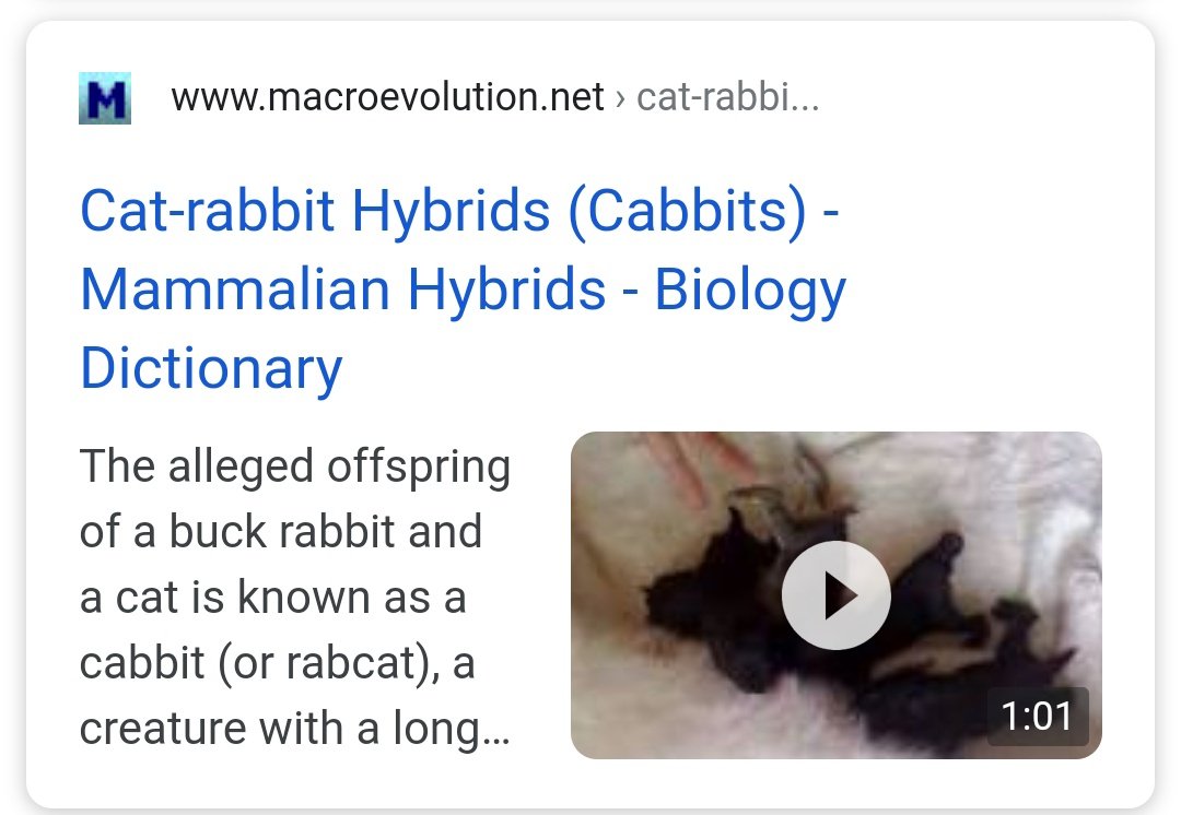 b0sskidd0's tweet photo. Thank you Google. 😎 #BossKiddoTheorizer #Cabbits https://t.co/pW4nOvuTRD