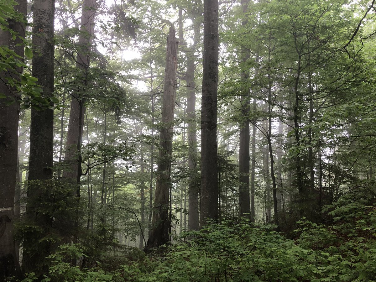 MagiPichler's tweet photo. I love my job - especially days I can spend in the forest & even if it rains 😊🌧 Today we installed new visitor monitoring devices in the PLA Polana, so we start the new season with 7 profiles. Can´t wait to see the data.#visitormonitoring #forestrecreation https://t.co/rCizx6tSlc