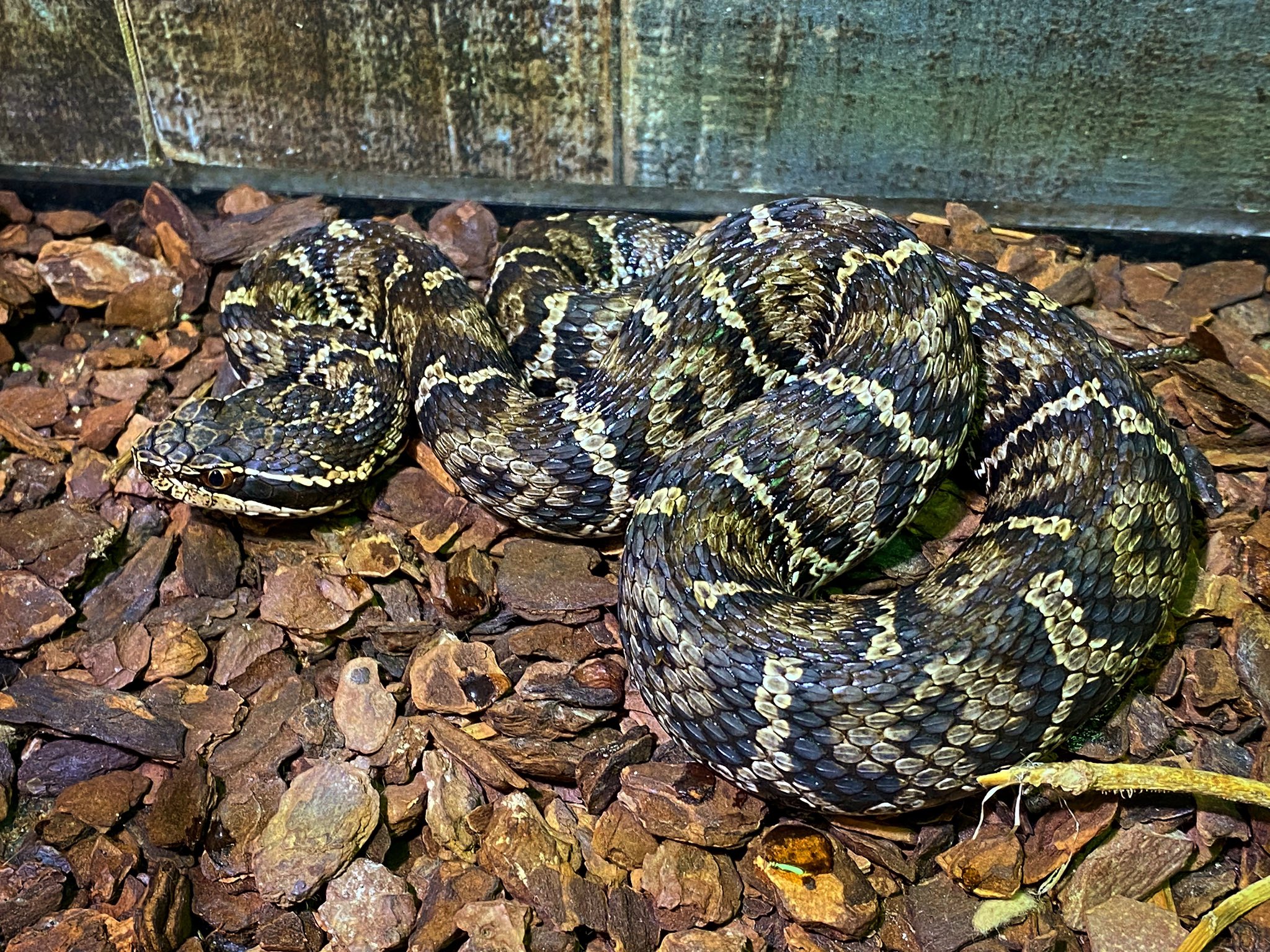 爬虫類ショップ マスターオブドラゴン 本日から横浜市内産のかなり綺麗なニホンマムシとヤマカガシを展示 マムシは2匹目で ヤマカガシはお久しぶり 特定動物飼養保管許可番号 ニホンマムシ 横浜市健動指令第196号 ヤマカガシ 横浜市健動指令第197号 第