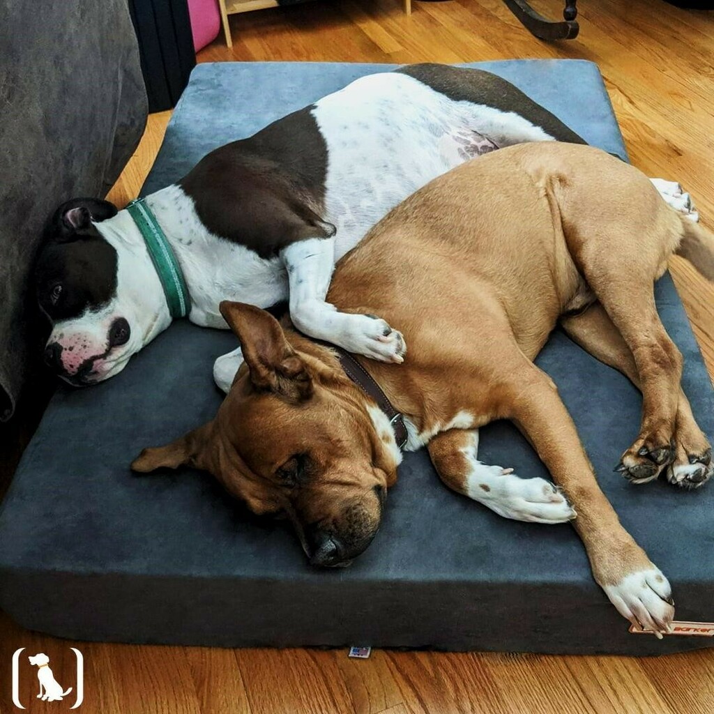 bigbarkerusa's tweet photo. The cutest sharers! 😍 Like if you agree 🐾 
#preciouspup #dogbeds #bigbarker #preciouspups #dogfam #dogfamilyphoto #dogsiblings #dogcuddles #dogcuddle #cuddlepuddle #twodogsonebed #cuddlepuddles https://t.co/qM5Re0t1nS https://t.co/nsa6Lykcf5