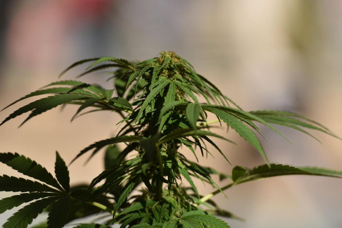 Lebienpublic's tweet photo. Cannabis : une vingtaine d’élus de tous bords réclament la "légalisation" https://t.co/GTaPJPBsCx https://t.co/HkzEaGFbzB