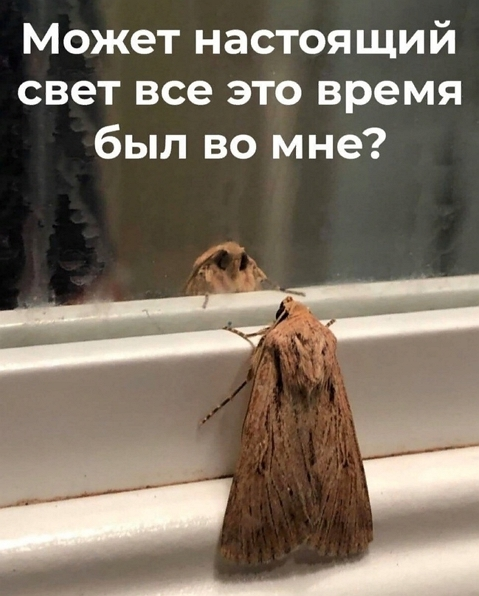 Ужасные мемы (@so_mad_so_funny) on Twitter photo 
