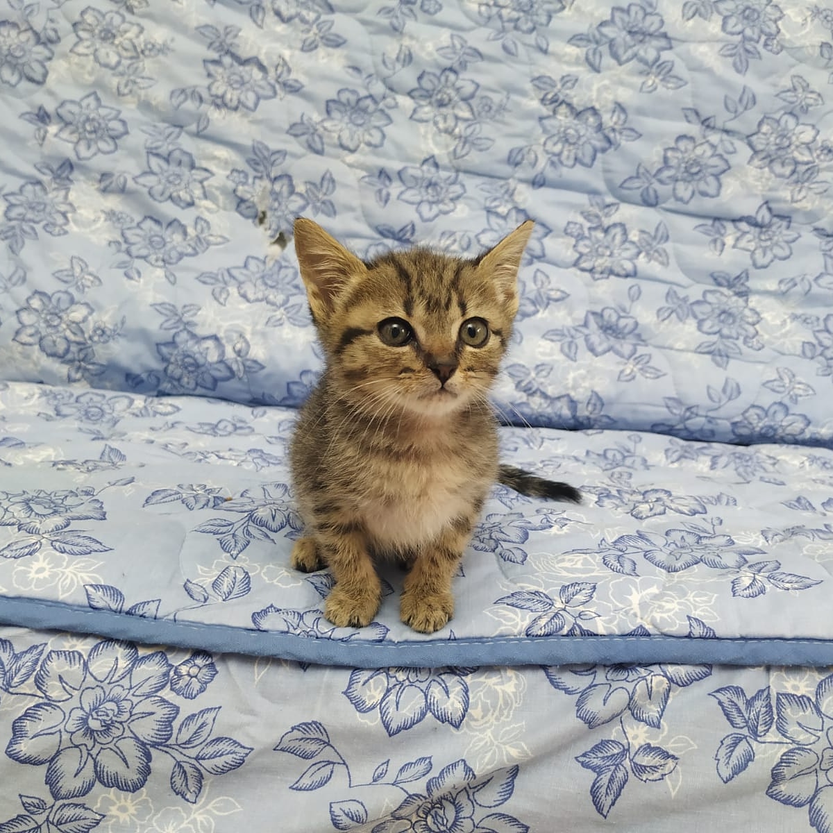 BUSCA ADOPCIÓN.
Mini. Hembra. 2 meses de edad. Compatible con gatos, perros y niños. Valencia.
arahuellasamigas@gmail.com
682114141