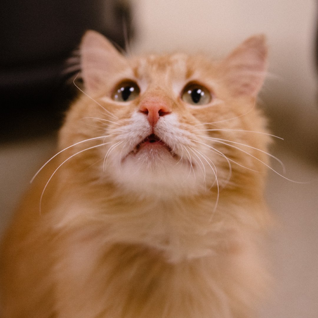 OregonHumane's tweet photo. Happy #PurrsDay from Toby! This 8-year-old kitty is the longest cat resident available for adoption at OHS. Help us find him the perfect home by tagging your cat-loving friends!
View Toby’s profile (video included!): https://t.co/zBu92XvNxQ
#ohspets #CatsofTwitter #ShelterCats https://t.co/oDURpd19i4
