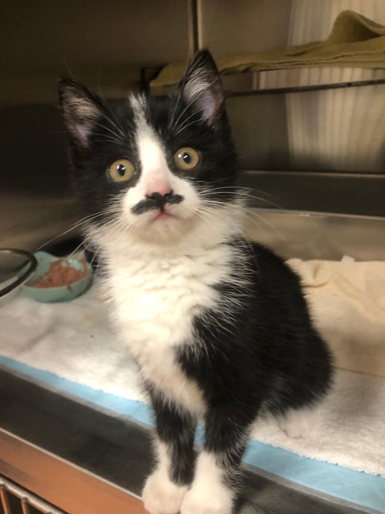 DierenAmsterdam's tweet photo. Goedemorgen...we beginnen de dag met ongeloof. Gevonden in een doosje in de #Molenwijk #Amsterdam Hij heeft de nacht bij ons doorgebracht en uit betrouwbare bron kunnen wij melden dat hij weinig in zijn bench heeft gezeten. We hebben hem Dolfje genoemd en vraten hem bijna op ๐ป https://t.co/TeINXGwJw3