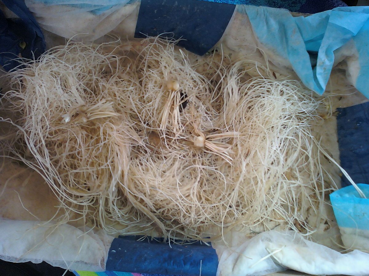 79) Here's a pic of the large root ball of just 1 Chive pod. This Chive pod was planted w/1 of my  #Aerogarden Farm tomato plants.Some may be fine w/1 or 2 Chive pods w/tomatoes in a Farm. No problem. But, I desire the Most tomatoes I can produce. I'll grow Chives elsewhere....