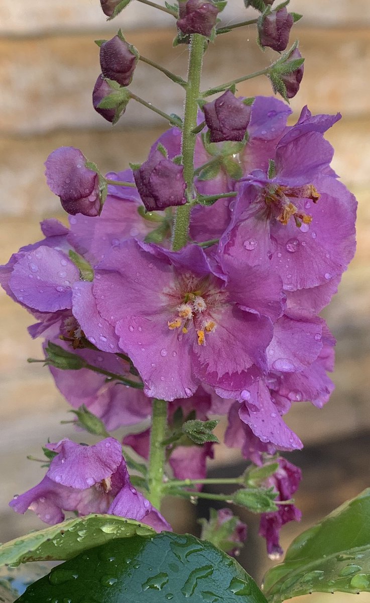 AlkaMisha93's tweet photo. Just a few pictures of #roses #flowers  #lockdown has given me time to look after the garden #StayAtHome https://t.co/3NgiwC3UXS