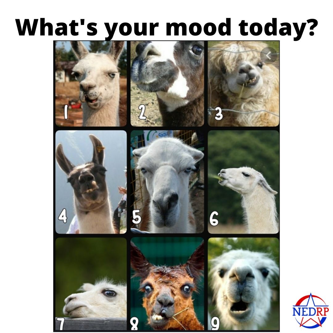 DiffDiscipline's tweet image. How are you feeling today on a scale of 1-llama? Comment below!

#moodmeter #pulsemeter #relationships #nedrp #restorativepractices