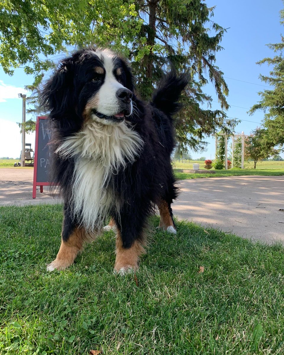 SueAnnStaff's tweet photo. It's been a while since #Brixthewinerydog got any social media love (and you know how much he longs for social media love ;) so here's a few #brixpix for your Thursday afternoon. https://t.co/elU0C2arOv