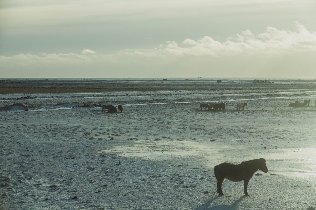 counting horses

#Iceland #February2019