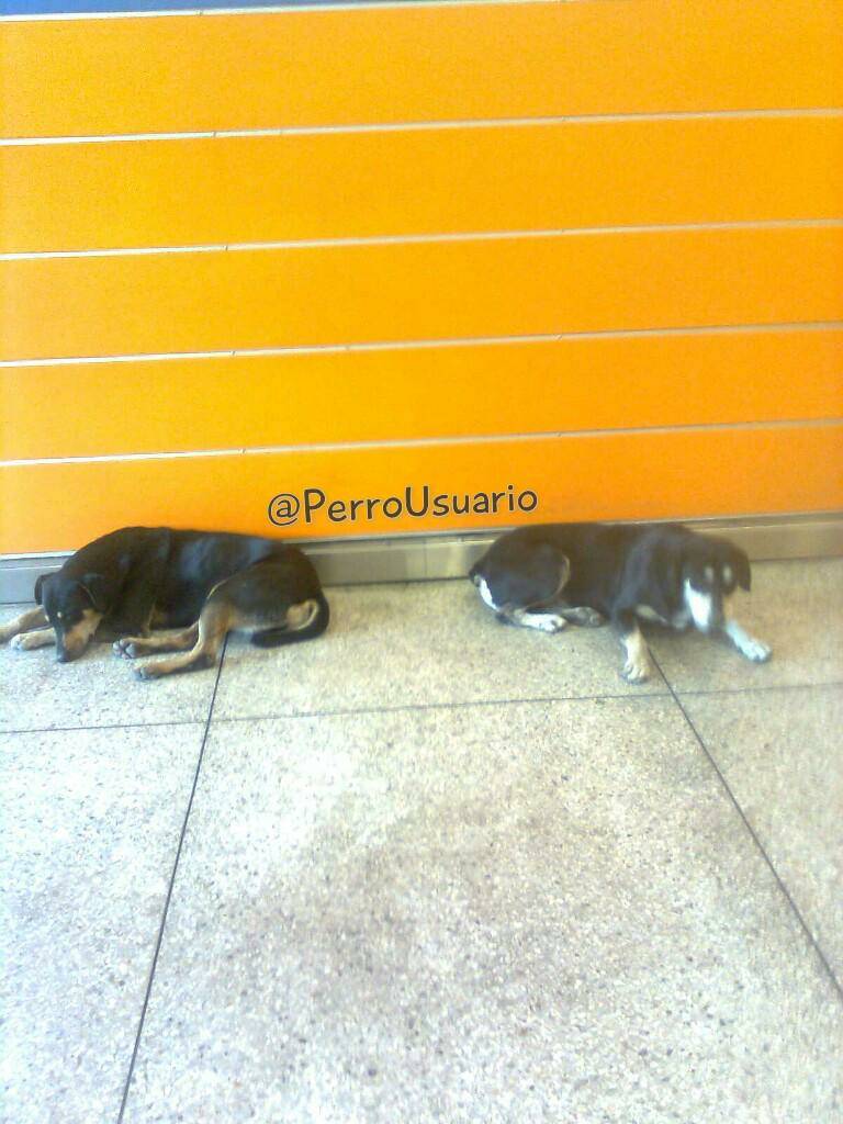 PerroUsuario's tweet photo. Si nos ves aquí, es porque no tenemos hogar ni familia... Te pedimos por favor que no nos maltrates y si puedes, danos tu mano amiga. Te lo agradeceremos…   https://t.co/Lk87YajUoI