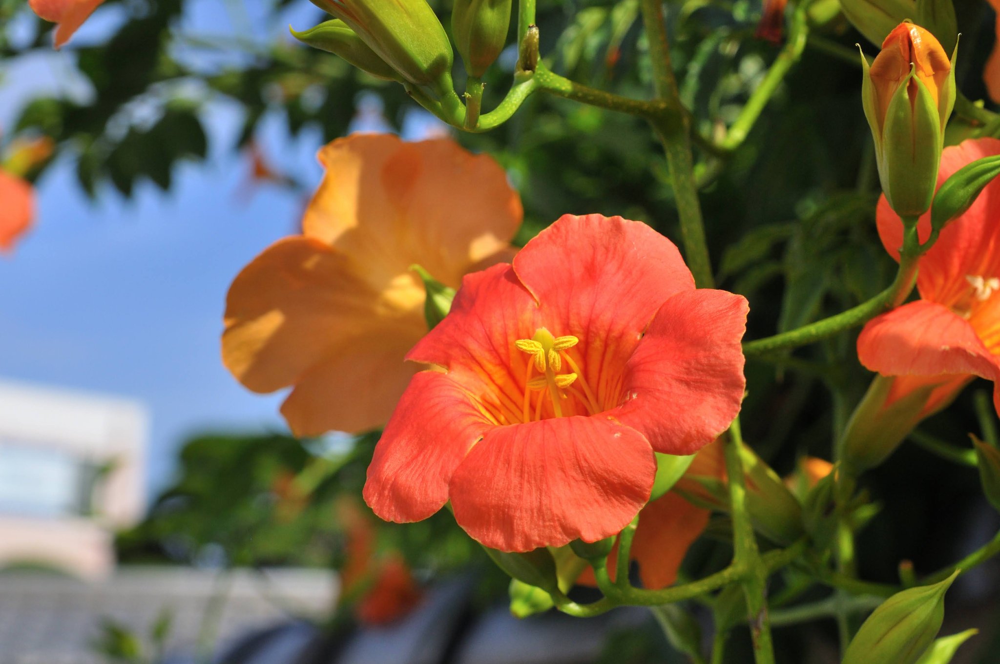 Gol 凌霄花 りょうしょうか 中国原産 和名でノウゼンカズラ と読む 蔓性で木根を出して樹木や壁などの他物に付着してつるを伸ばす 鳥媒花 鳥によって受粉する植物 古くから親しまれ名は 夏の季語 T Co Hyre6kyn2i Twitter
