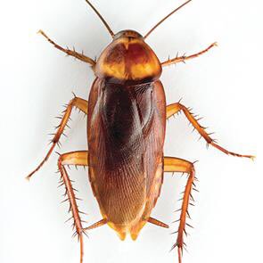 JaviiSedano's tweet photo. TENGO UNA DUDA SERIA ¿ A cuál odiáis más?
Rt: Cucarachas
Mg: Mosquitos https://t.co/ufeb7U49kr