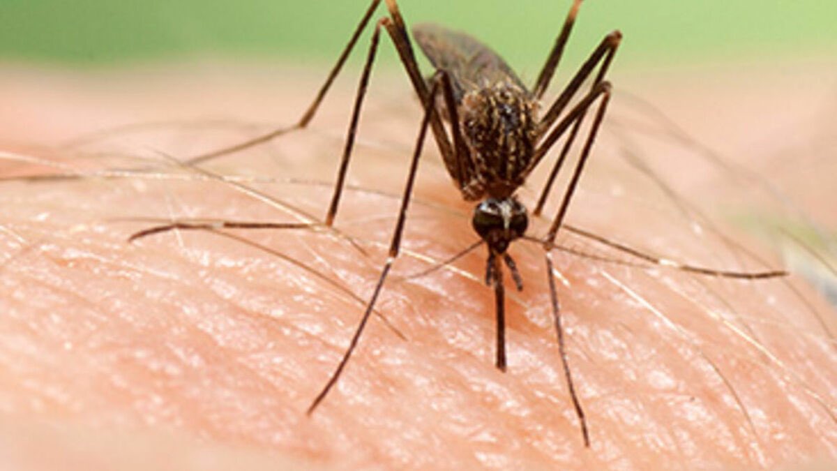 JaviiSedano's tweet photo. TENGO UNA DUDA SERIA ¿ A cuál odiáis más?
Rt: Cucarachas
Mg: Mosquitos https://t.co/ufeb7U49kr
