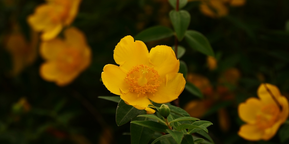 タイリンキンシバイ