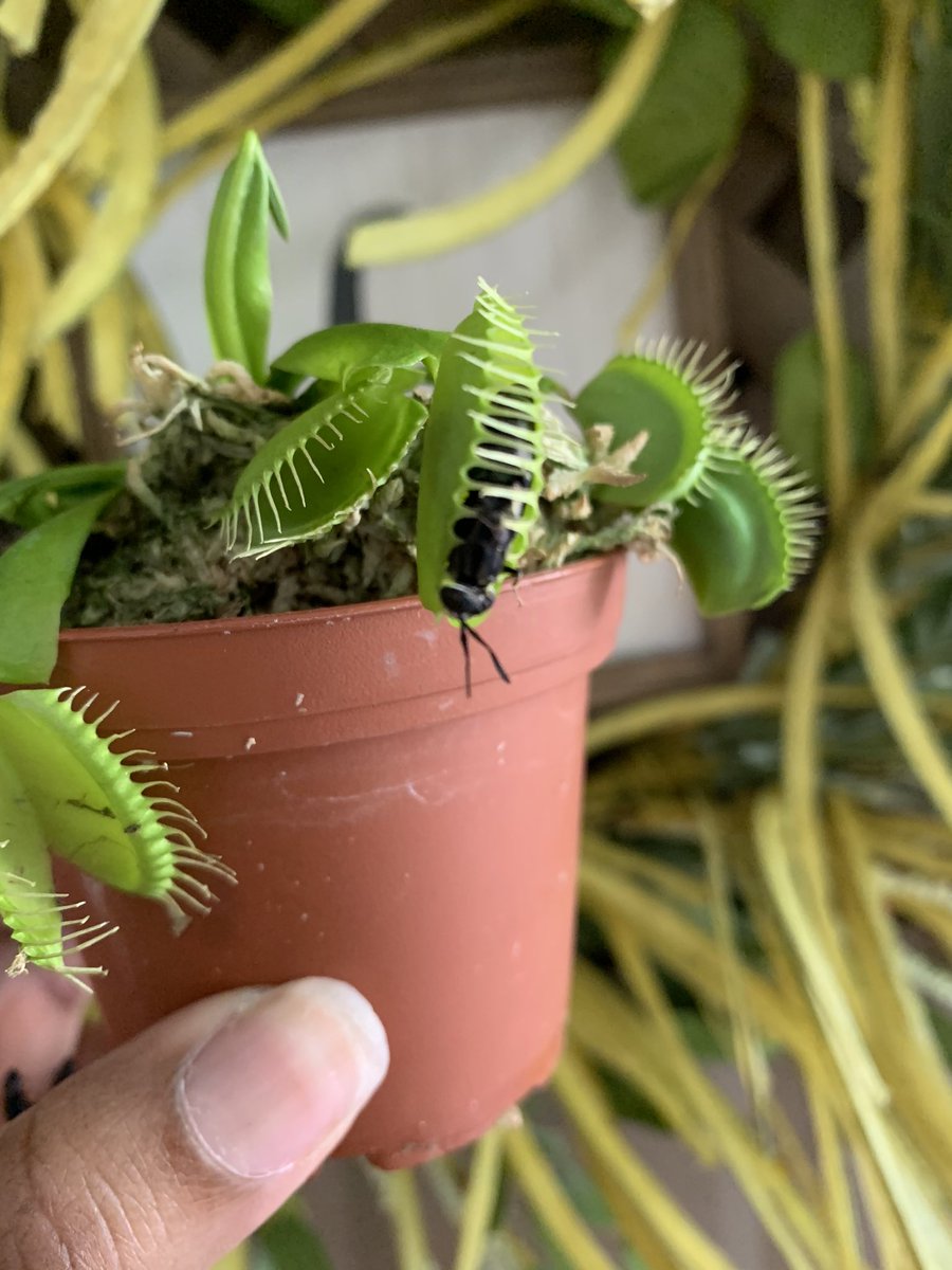 Biologist_bae's tweet photo. Feeding my #Venusfly. 1 down 5 to go. #blackgirlswhogarden https://t.co/ome1Mk2Z4A