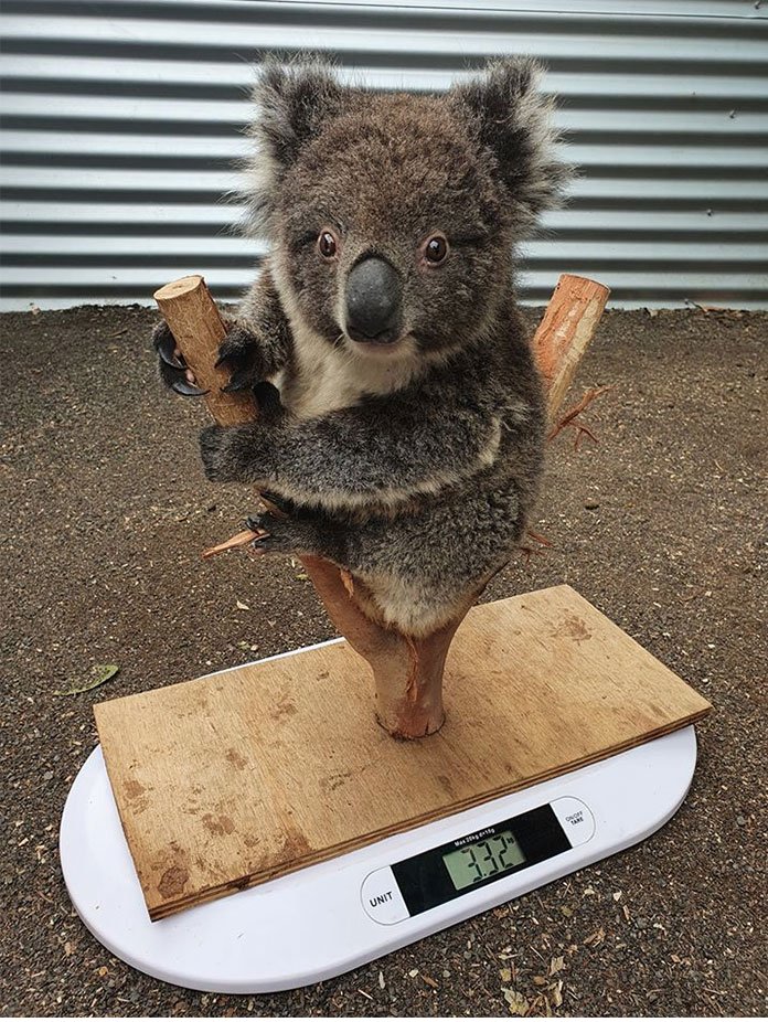 if anyone's ever wondered how they weigh a koala...