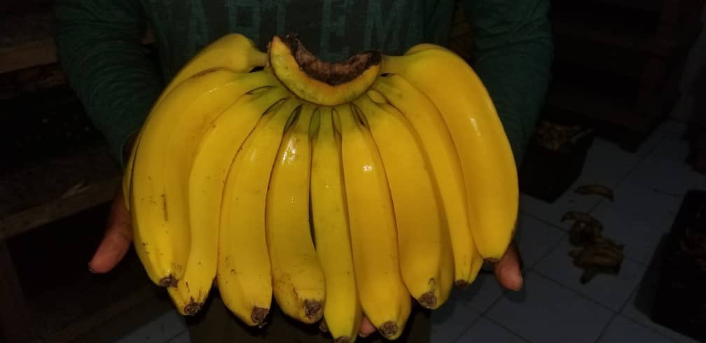 SaidSms7's tweet image. Somali banana is back to the market. 
We aim to produce high quality of Somali fruits and and vegetables. 
#Organic #Fresh #NaturalTest 
#SomaliBananaIsBack